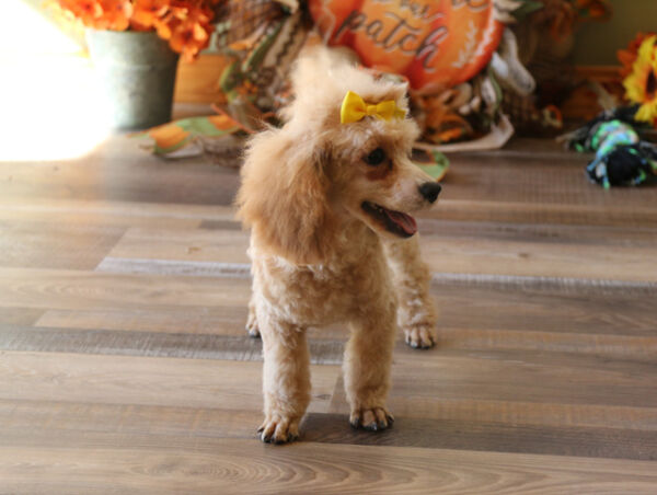 Angelica - Poodle Puppy