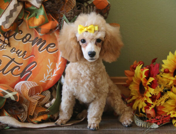 Angelica - Poodle Puppy