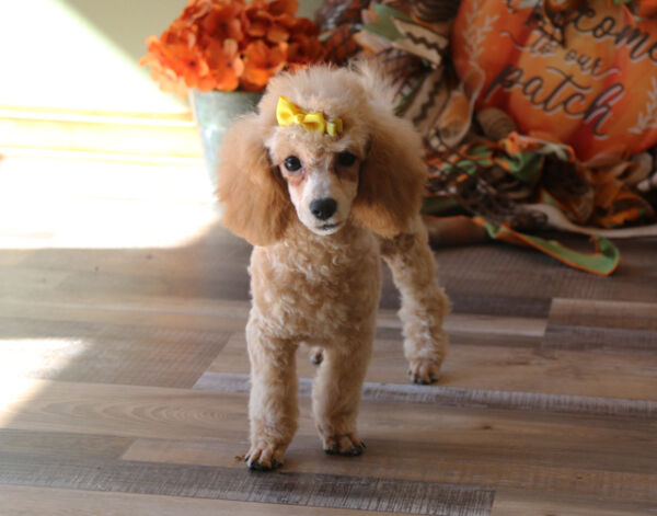 Angelica - Poodle Puppy