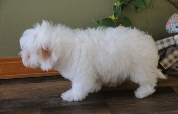 Ace - Bichon Frise Puppy
