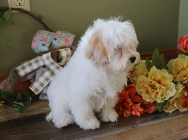 Ace - Bichon Frise Puppy