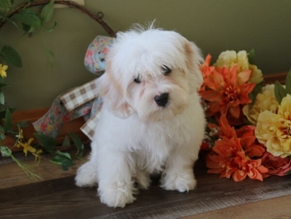 Ace - Bichon Frise Puppy