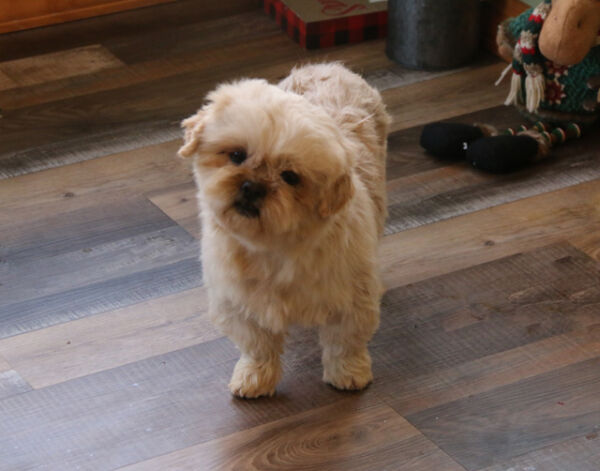 Cashew - Shih Tzu
