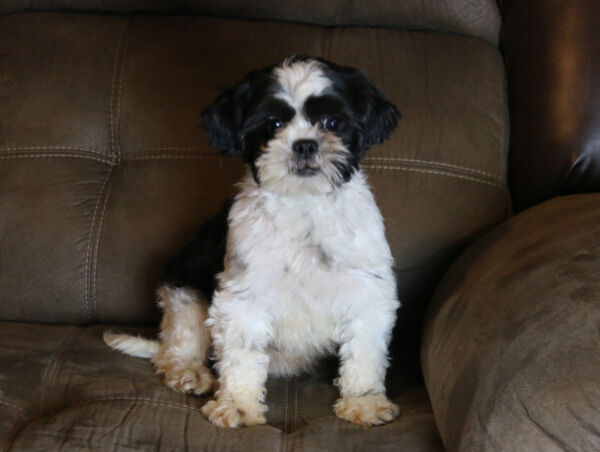 Belle - Shih Tzu